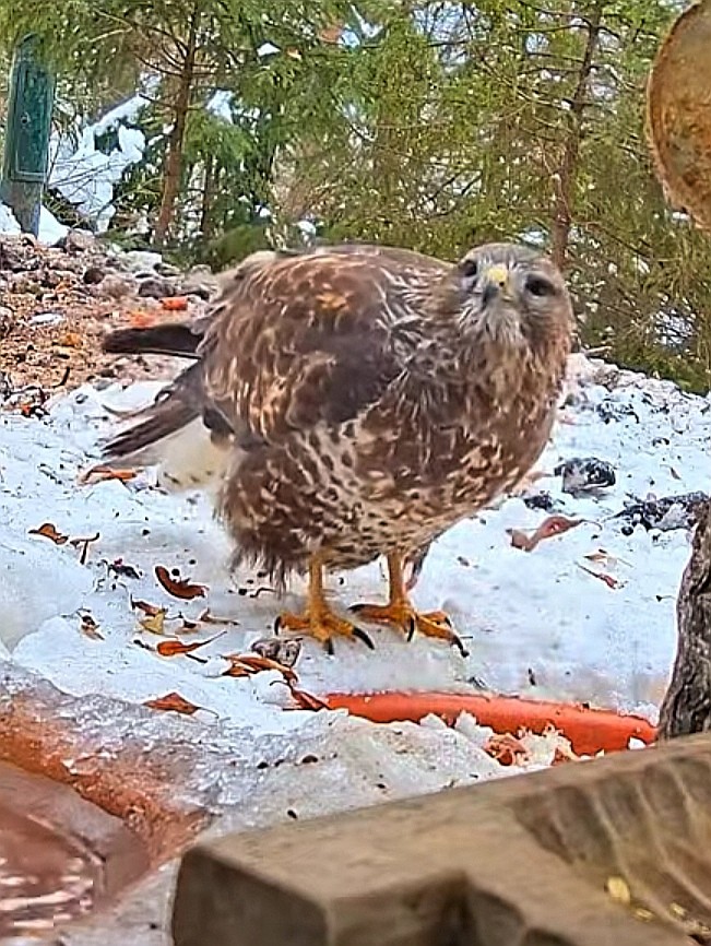 livebirdspoland_4dbaf964d940d12b6f7d996214d815a7.jpg