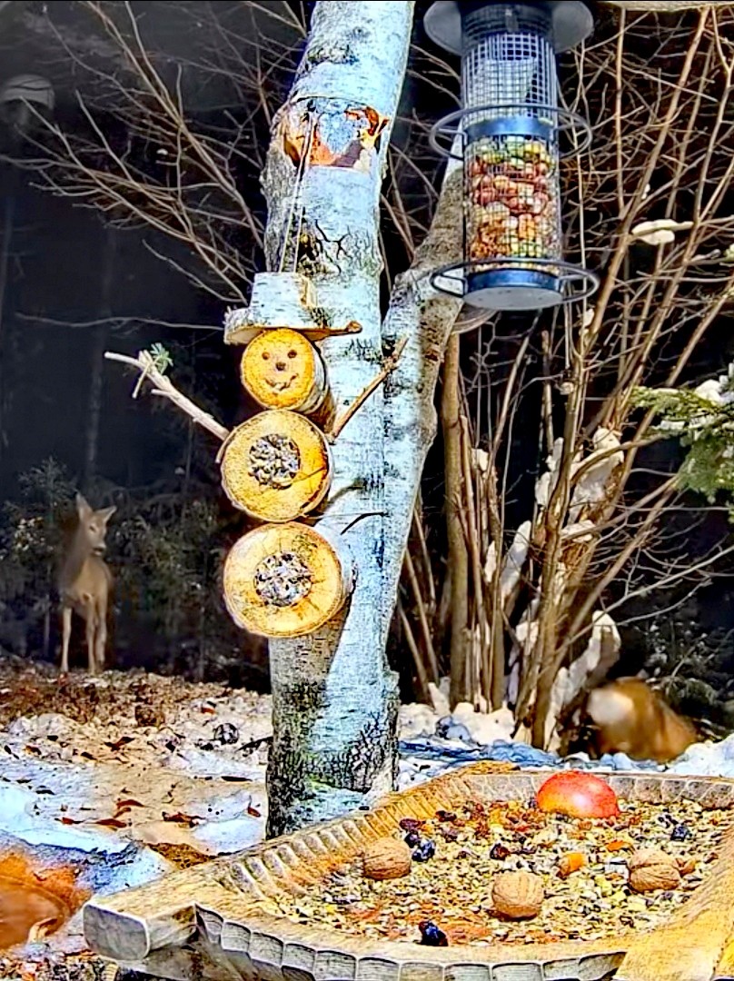 livebirdspoland_678ecc48481aefed10866a5dbd9ec1de.jpg
