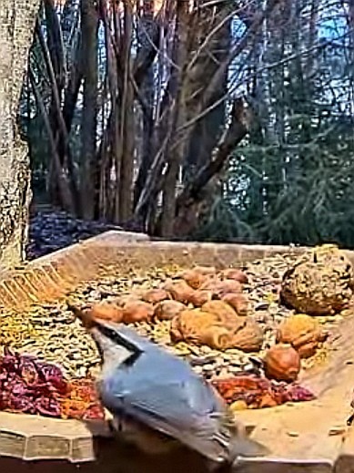 livebirdspoland_20486c83aab16c13978b4dc328584eca.jpg