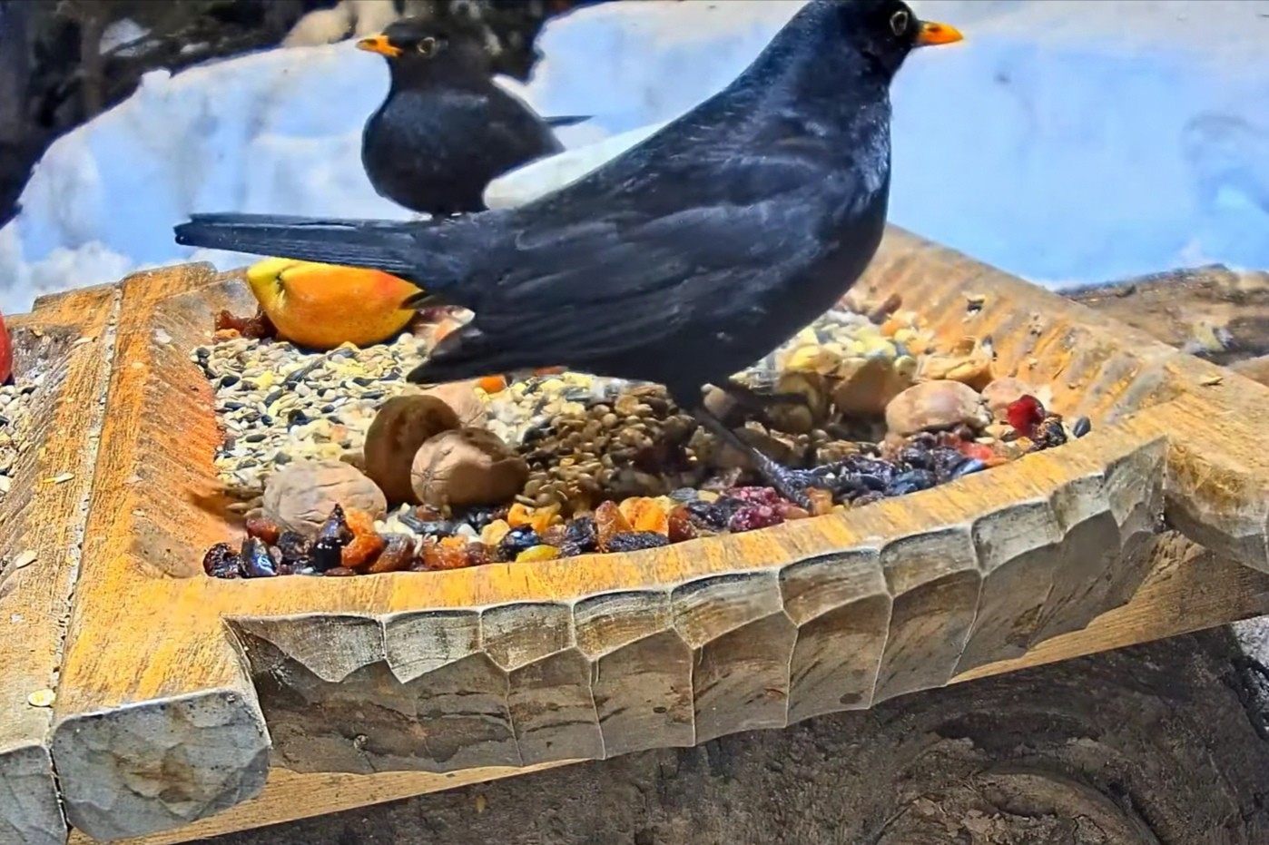 livebirdspoland_a2b50c59ecd6b01d3fcc47d98c53b320.jpg