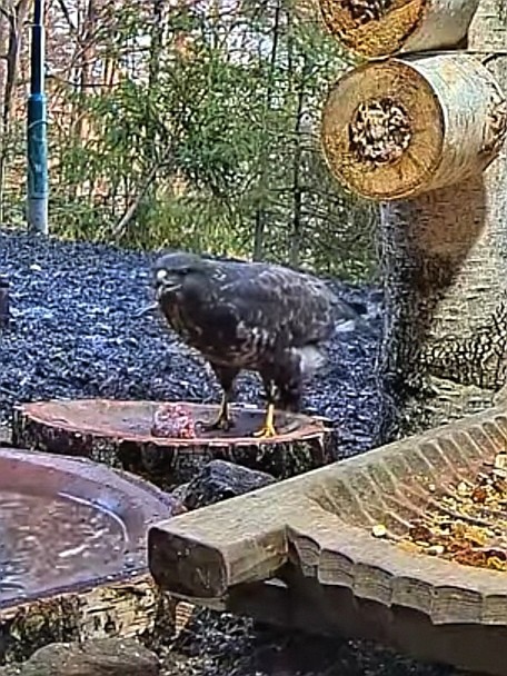 livebirdspoland_f9c4b5e90b80460432129daf6a32a874.jpg
