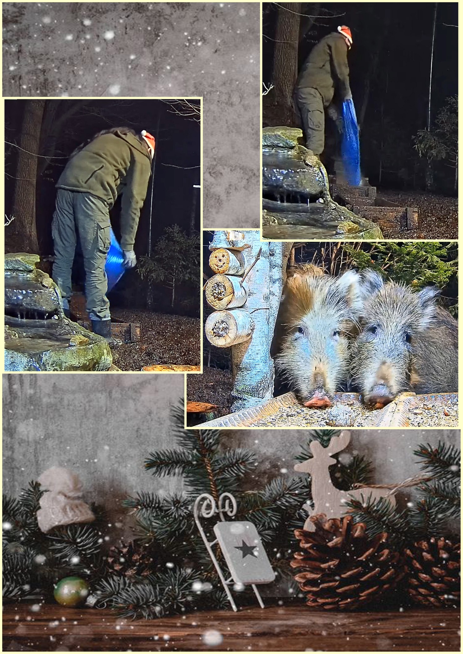 livebirdspoland_2d78d27d1c5cf45675368a32d8f1acf1.jpg