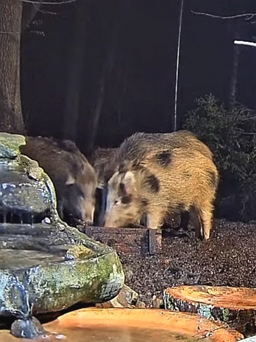 livebirdspoland_f024e0ac7c91dc4e3a09c93837587e67.jpg