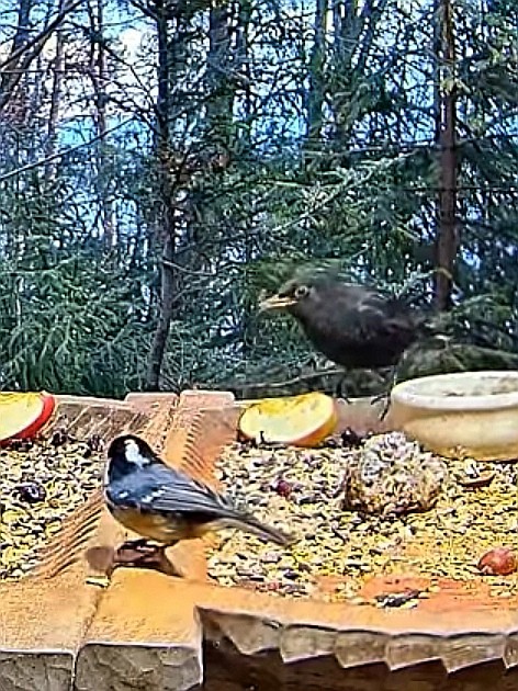 livebirdspoland_f204be142abb850e822116f1b05669a4.jpg