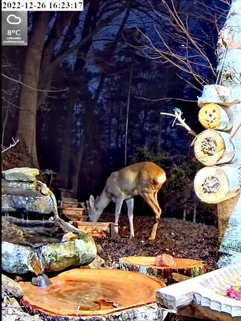 livebirdspoland_b6e73fe854d3ccc75f980db7110bf387.jpg