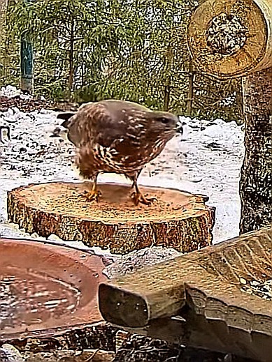 livebirdspoland_8a2b081f2b78f042be29413d4f4cc2f3.jpg