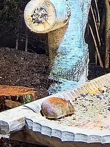livebirdspoland_66ece1469efdeec2b0b8f44097bef006.jpg