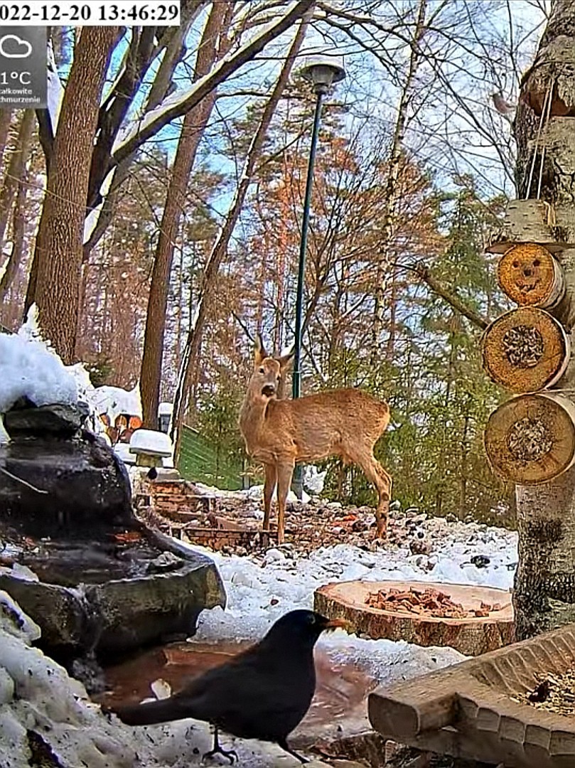 livebirdspoland_cf08719a61b90c89ac539e0bd17824c9.jpg