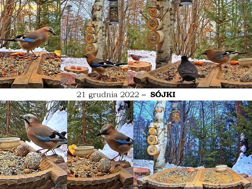 livebirdspoland_000292257d70abc0cb43f430b9a061e4.jpg