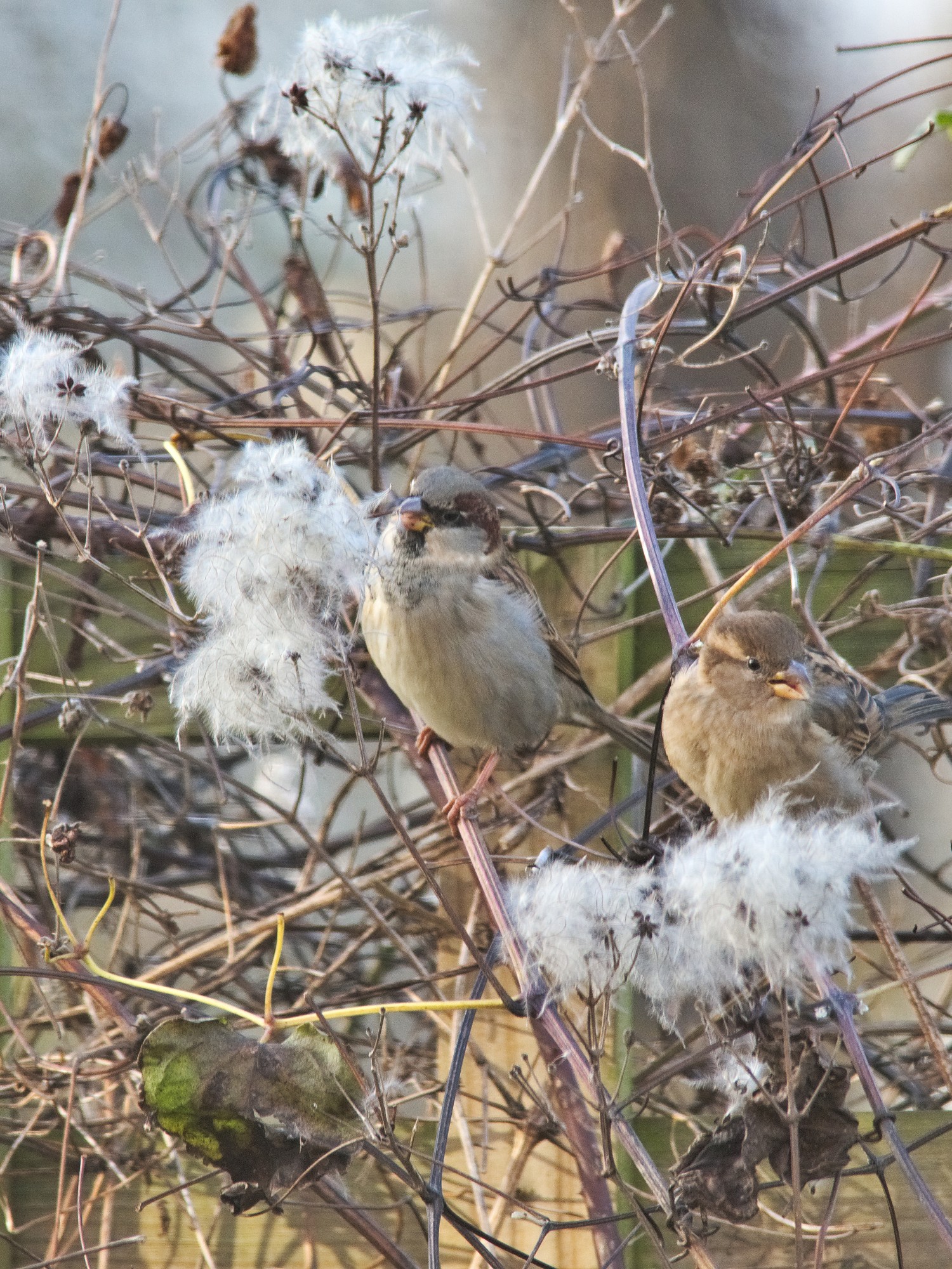 livebirdspoland_5d8790881b014e82a0791932e36231db.jpg