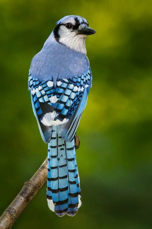 livebirdspoland_915837429802181b206e094f9be1c1f3.png