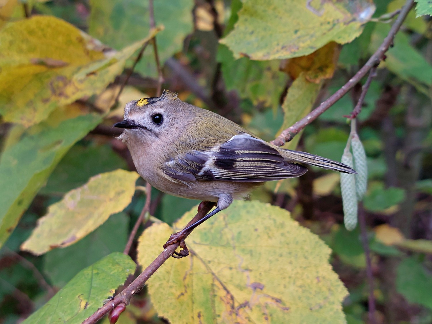 livebirdspoland_7ed043ef1030dddcc1ae366f3fa1269f.jpg