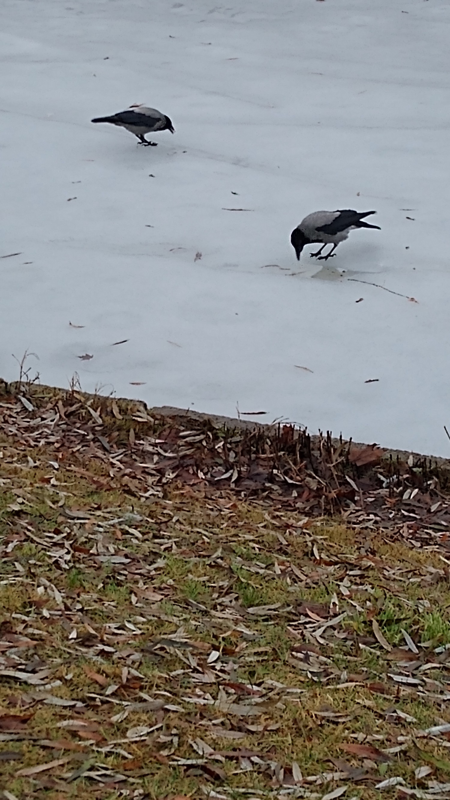 livebirdspoland_e48dfe1f1b95d4104487ac38e49fb18c.jpg