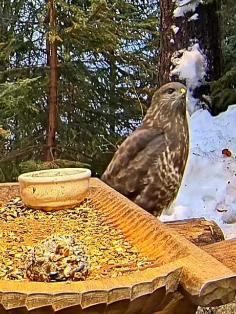 livebirdspoland_5293929517cba2588ec64222effecbec.jpg