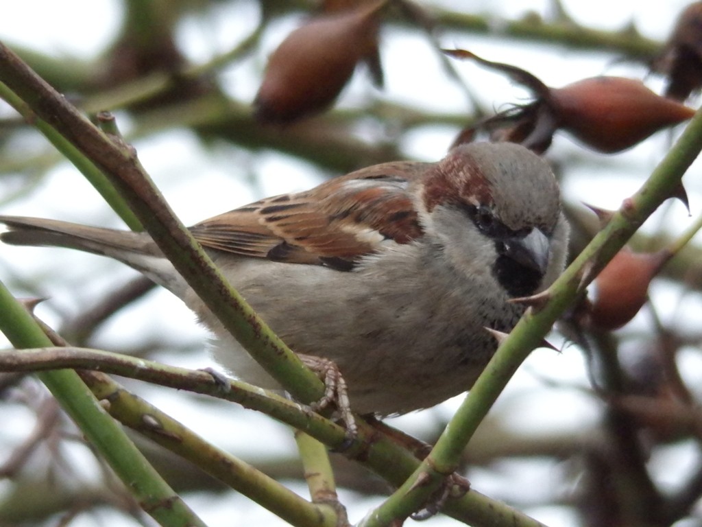 livebirdspoland_8f39afbfb8b9608aa3f76dc67cfd7d8a.jpg