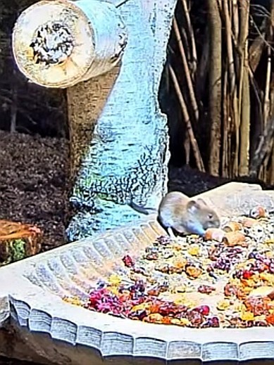 livebirdspoland_10870fc57334f41564c8f01e43d8442c.jpg