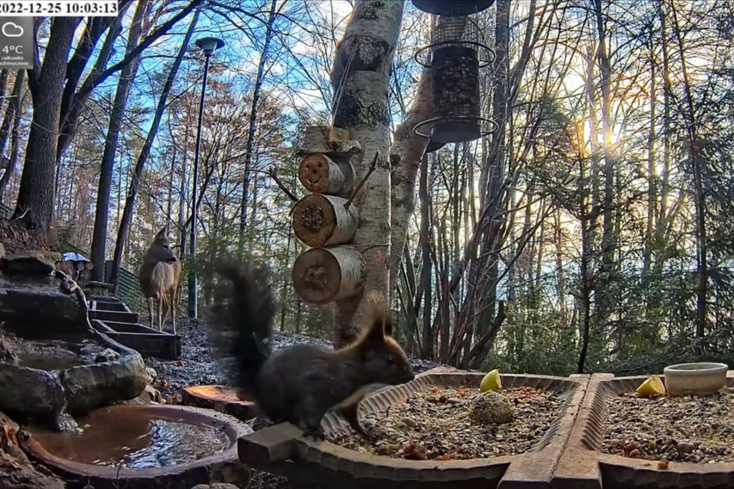 livebirdspoland_0a27ae7ca887ec995a044102f123b977.jpg