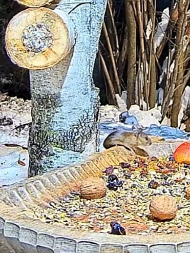 livebirdspoland_ec173d7e1cea5c0dcb3f64c305eeba93.jpg