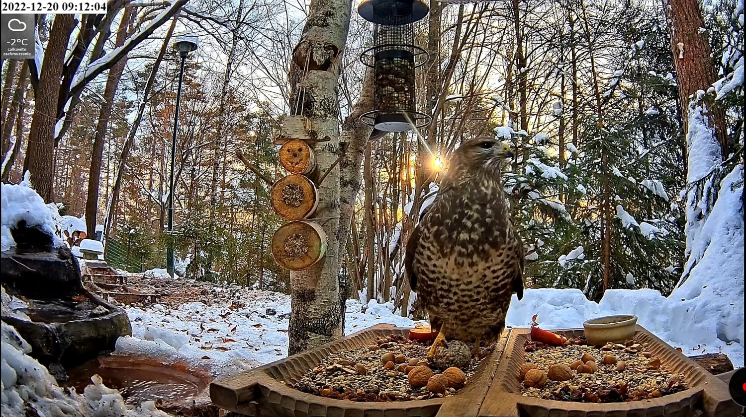 livebirdspoland_67a4b386e1c26e16686fc4ed8b02bfa1.jpg