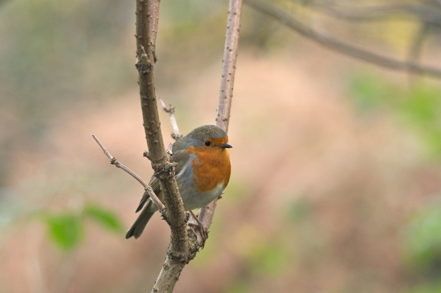 livebirdspoland_80624e3483a076aa0730bc7149924a8b.jpg