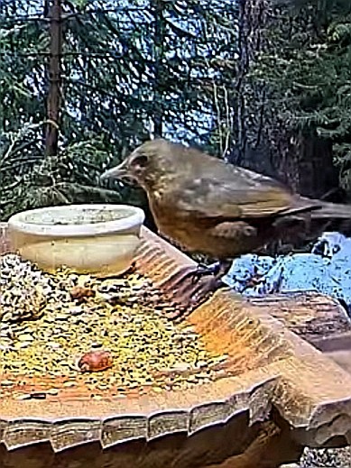 livebirdspoland_5522009b9816f4ecaaf0fecfe54f958d.jpg