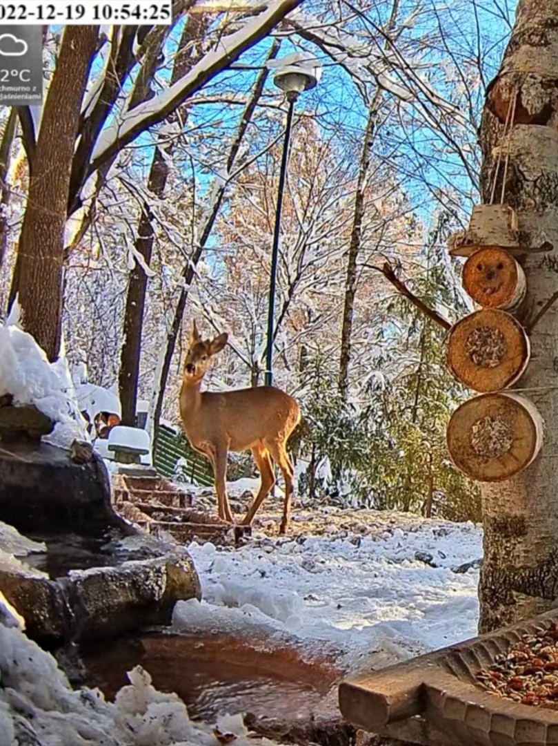 livebirdspoland_eba2986177fd96954206ea9787b921d2.jpg