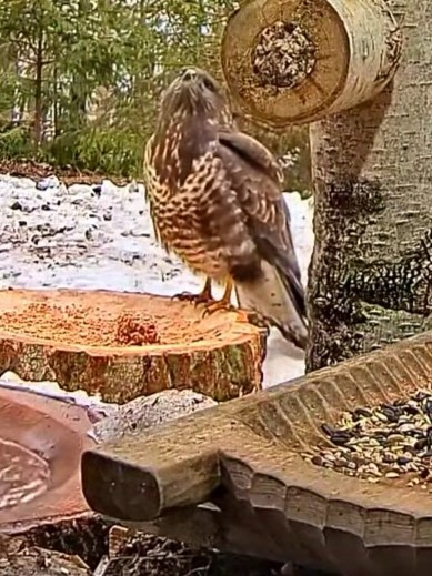 livebirdspoland_f487f34800a4bcafa0e7fe0f3f4261e1.jpg