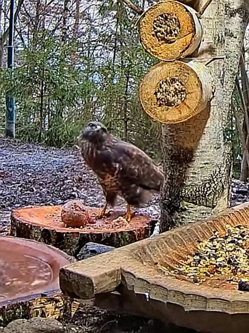 livebirdspoland_713533a6eb5caa763ca65409c2d29271.jpg