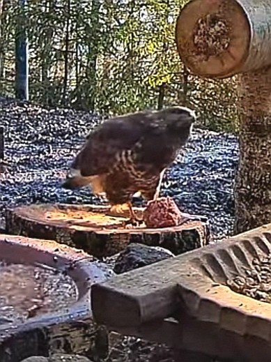 livebirdspoland_bb1394dad7857386b63aeb89919b2674.jpg