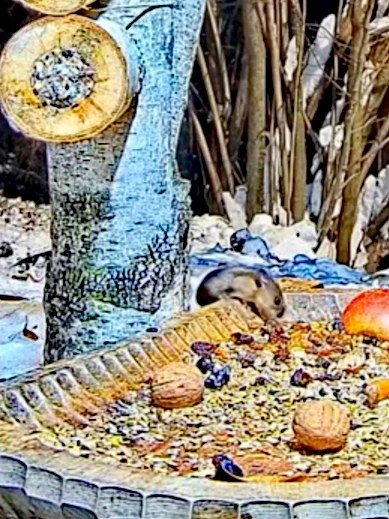 livebirdspoland_2573b241bd507402ac6a35122f91f8d0.jpg