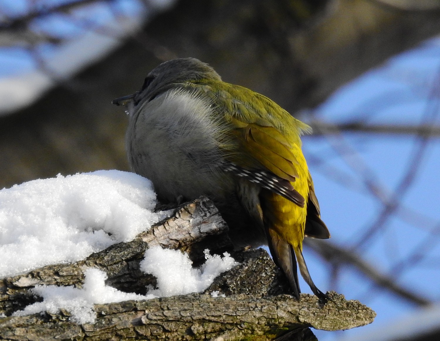 livebirdspoland_ca4b40cd9d6b0fe3b2991ea396ce4558.jpg