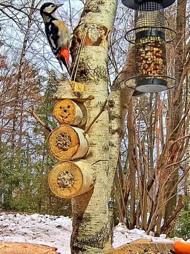 livebirdspoland_60ea63d5c220cf10da5694450921253e.jpg