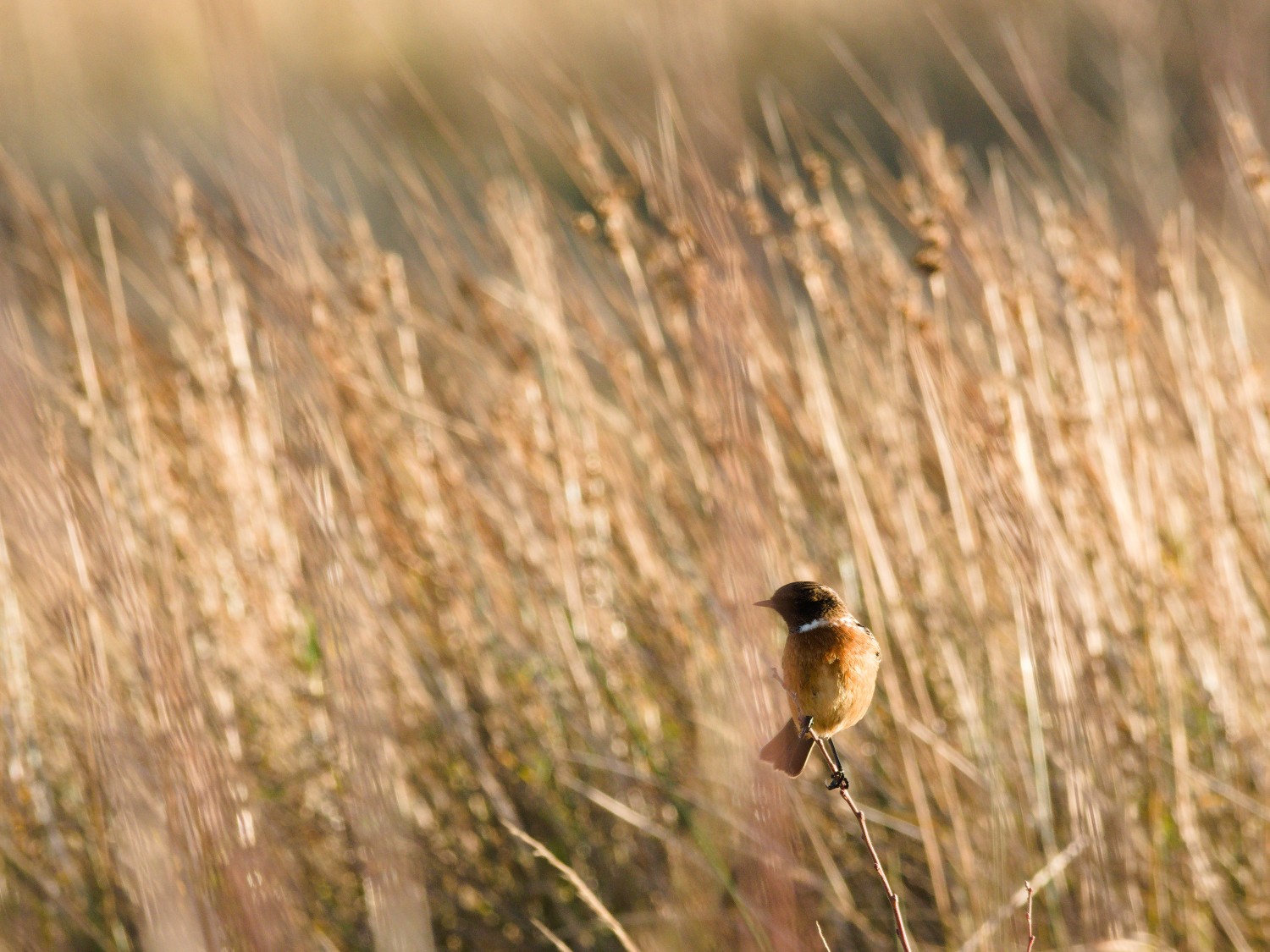 livebirdspoland_ecf26a78a8463df845a3a6dc70828d4d.jpg
