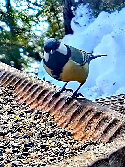 livebirdspoland_997331267b361d62baec6067911e6a1a.jpg