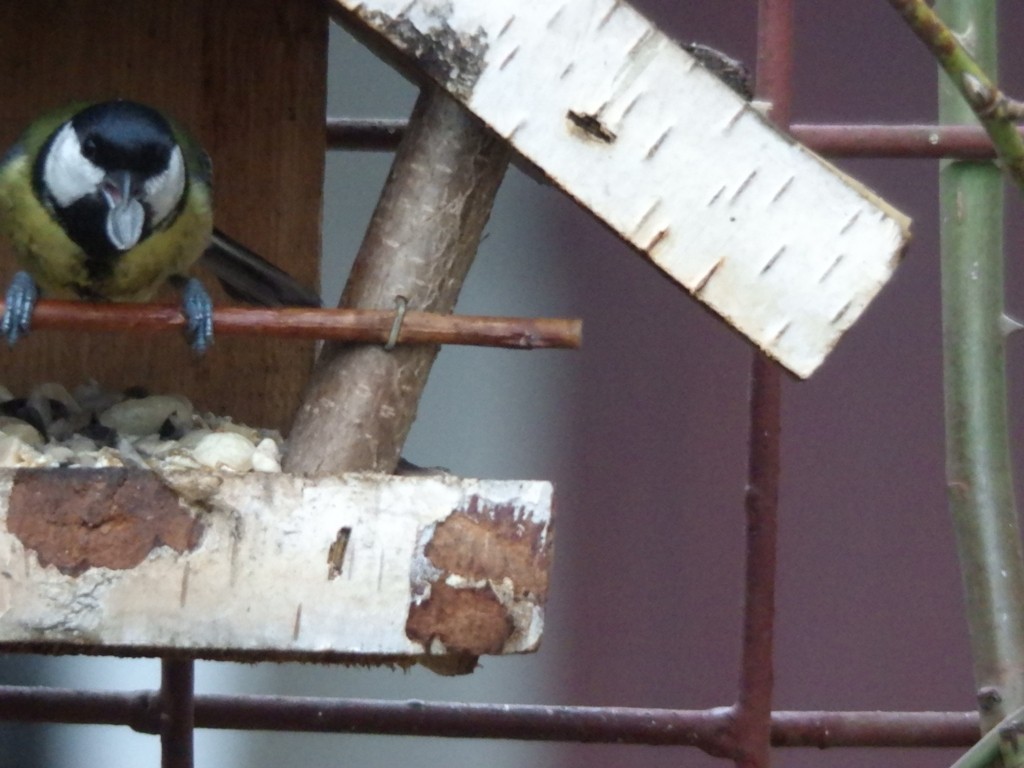 livebirdspoland_5e816567ec248ce2782e950d19b6565c.jpg