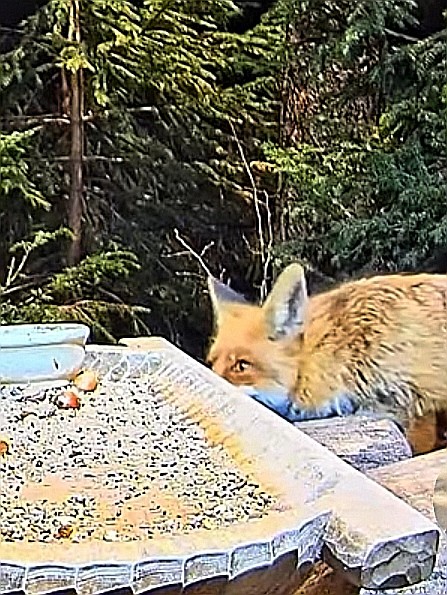 livebirdspoland_8c5724a6c88180aaf8bc4e0a3b32ebe1.jpg