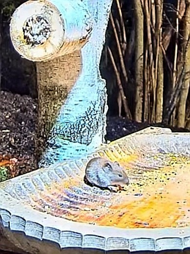 livebirdspoland_8a49cde06f0299af5297494a0d6893d2.jpg