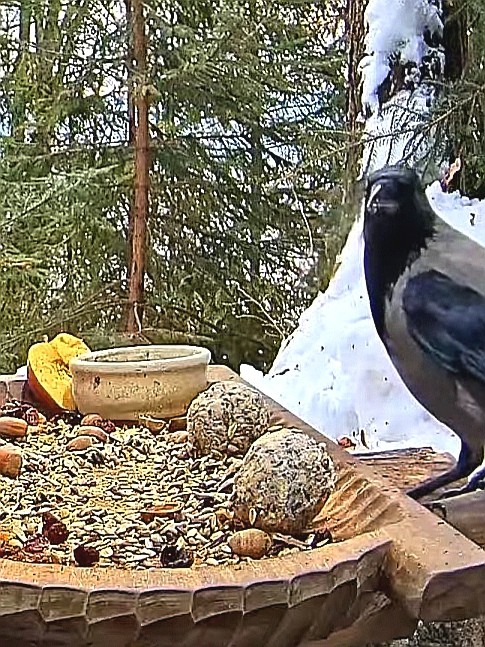 livebirdspoland_58529662f3057a8dc0c519f85784170f.jpg