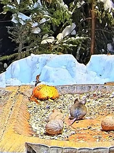 livebirdspoland_8483430ff5e4a459b8e3ccb50f64cd6c.jpg