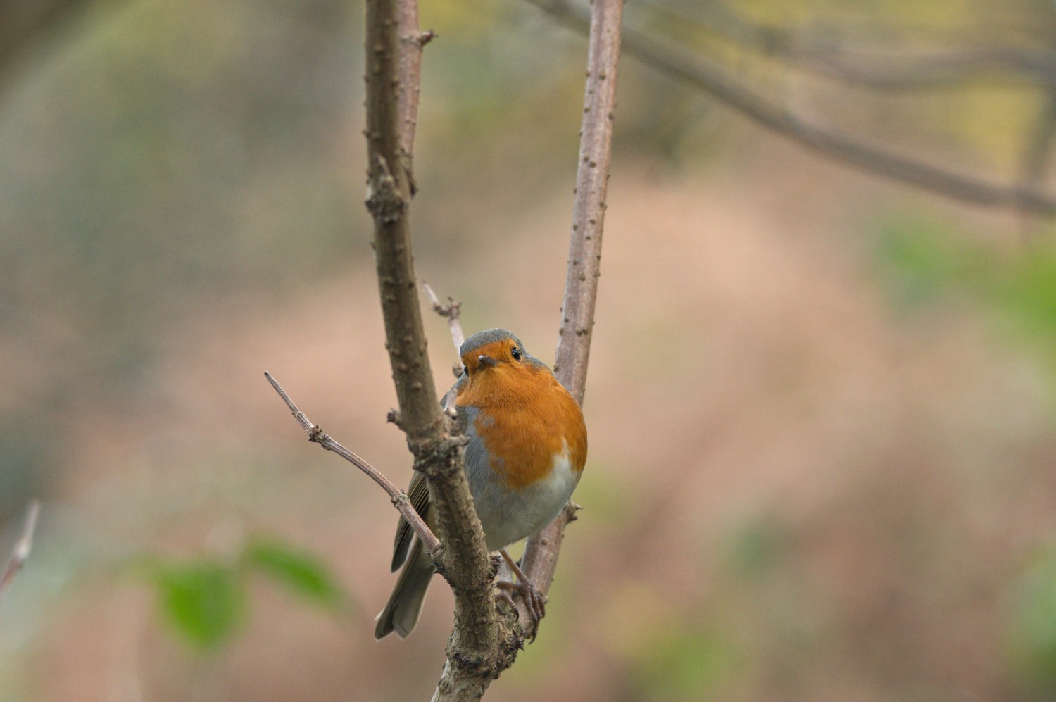 livebirdspoland_a2d354abf1249e7138ad77f72d6aa1f3.jpg
