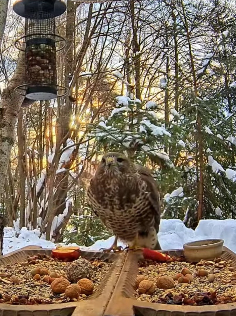 livebirdspoland_54a11d22c87211d3d1f57ee78a225718.jpg