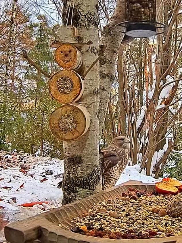 livebirdspoland_30d052ce8cf39f3bc430da23ee53cbac.jpg