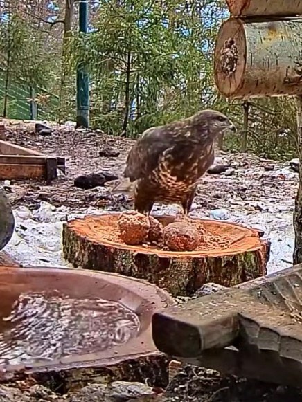 livebirdspoland_b3684a0dfd67e5b90d3c3558d2b36729.jpg