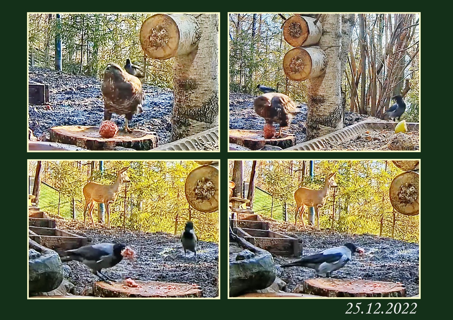 livebirdspoland_d37b237aca696cab10a5674dd02c5333.jpg