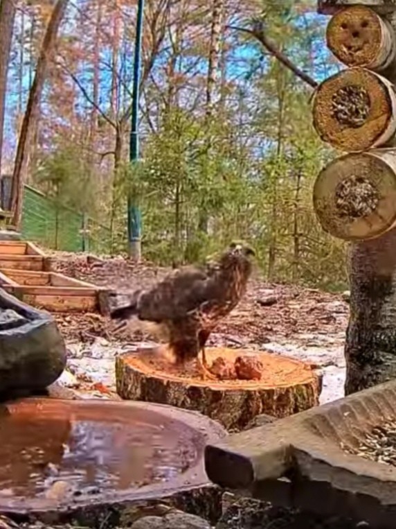 livebirdspoland_672b306b2fd08b01ab787c28f724c400.jpg