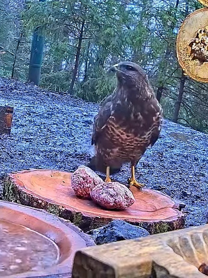 livebirdspoland_57e5f801286c652b3f86bc8b6339ae5a.jpg