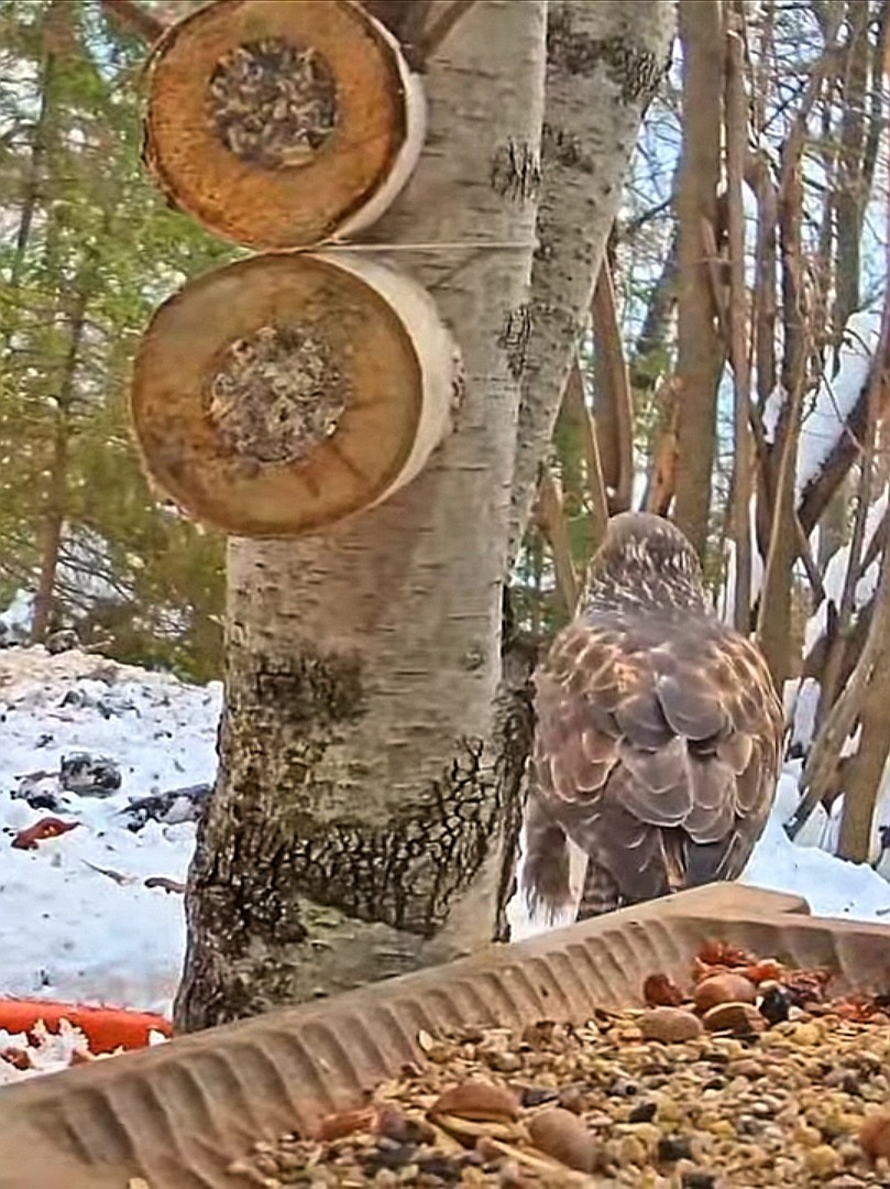 livebirdspoland_57cdf0d2bce84f00ceb88535b99a6cd4.jpg