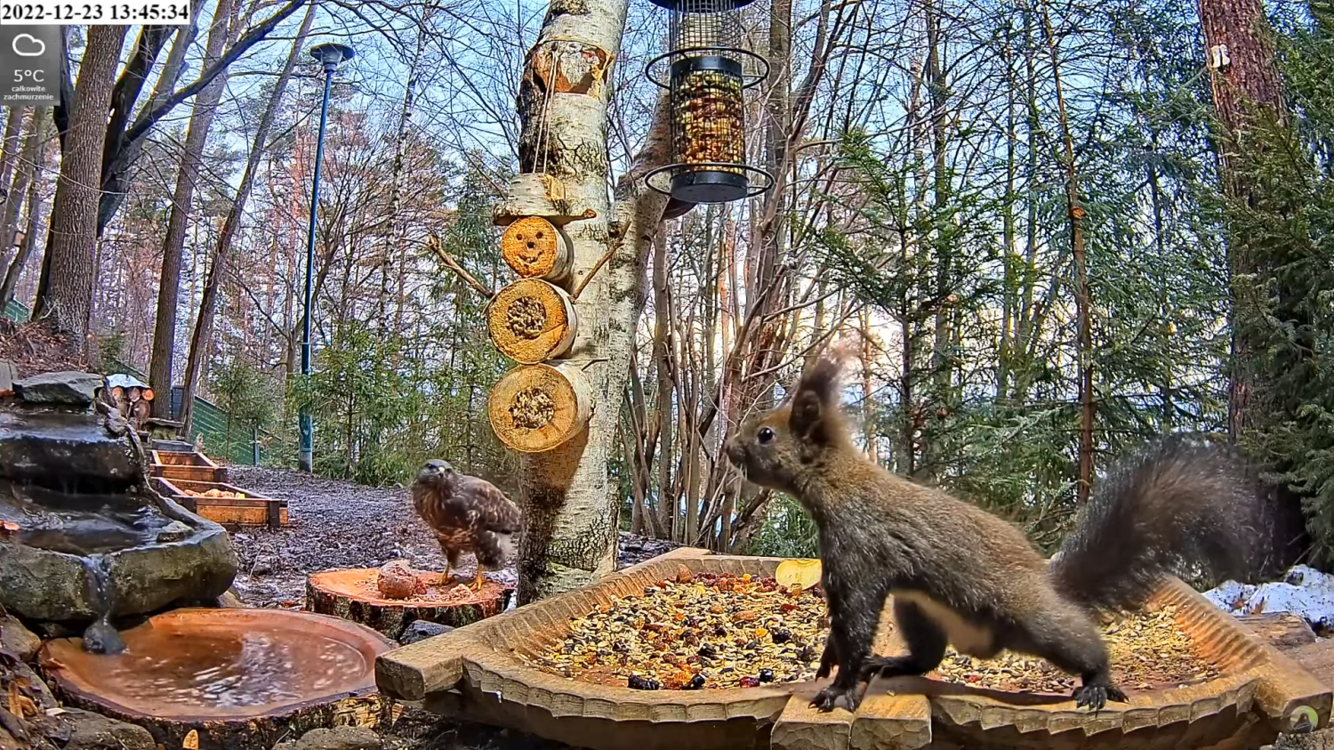 livebirdspoland_0437682a293c19423f1f2340fd6fbfd2.png