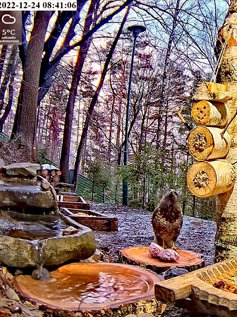 livebirdspoland_e80e0ec985a366ba962844422d876cb4.jpg