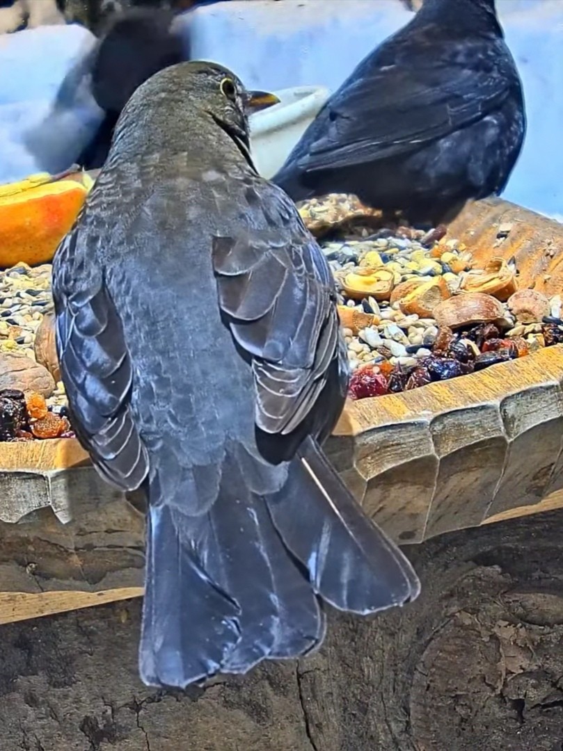 livebirdspoland_74de9ce152fe7d92e1bcf2ebb34ec14f.jpg